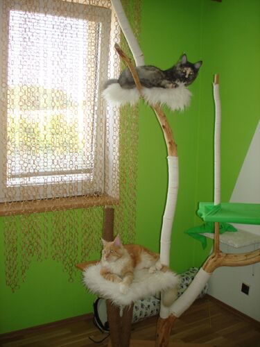 Happy feline guest of the Mazlík hotel 139