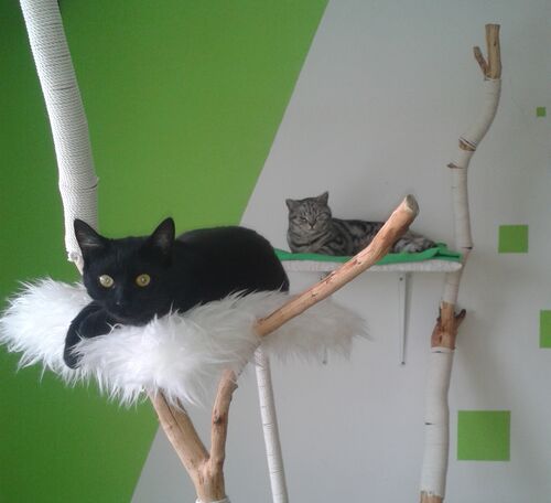 Happy feline guest of the Mazlík hotel 141