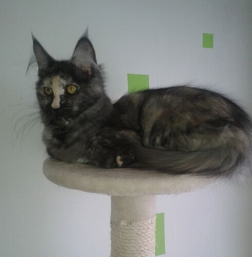 Happy feline guest of the Mazlík hotel 142