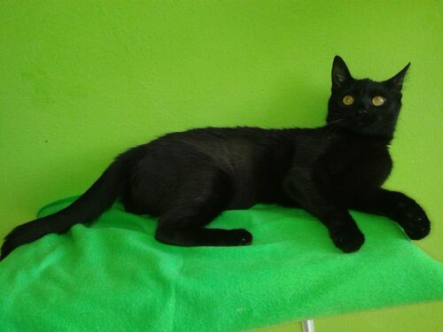 Happy feline guest of the Mazlík hotel 143