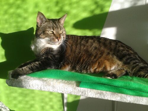 Happy feline guest of the Mazlík hotel 144