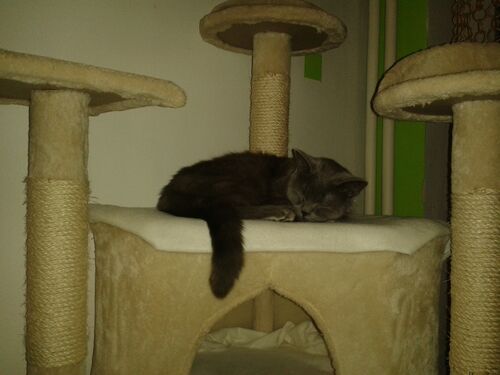 Happy feline guest of the Mazlík hotel 145