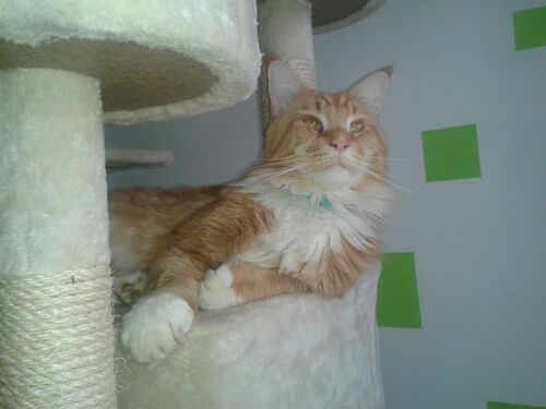Happy feline guest of the Mazlík hotel 146