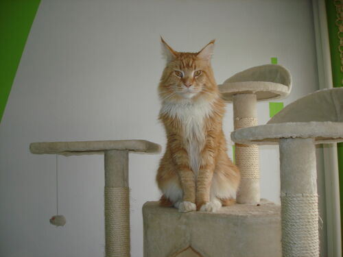 Happy feline guest of the Mazlík hotel 147