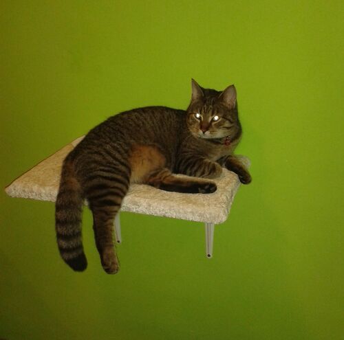 Happy feline guest of the Mazlík hotel 149