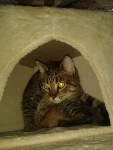 Happy feline guest of the Mazlík hotel 150